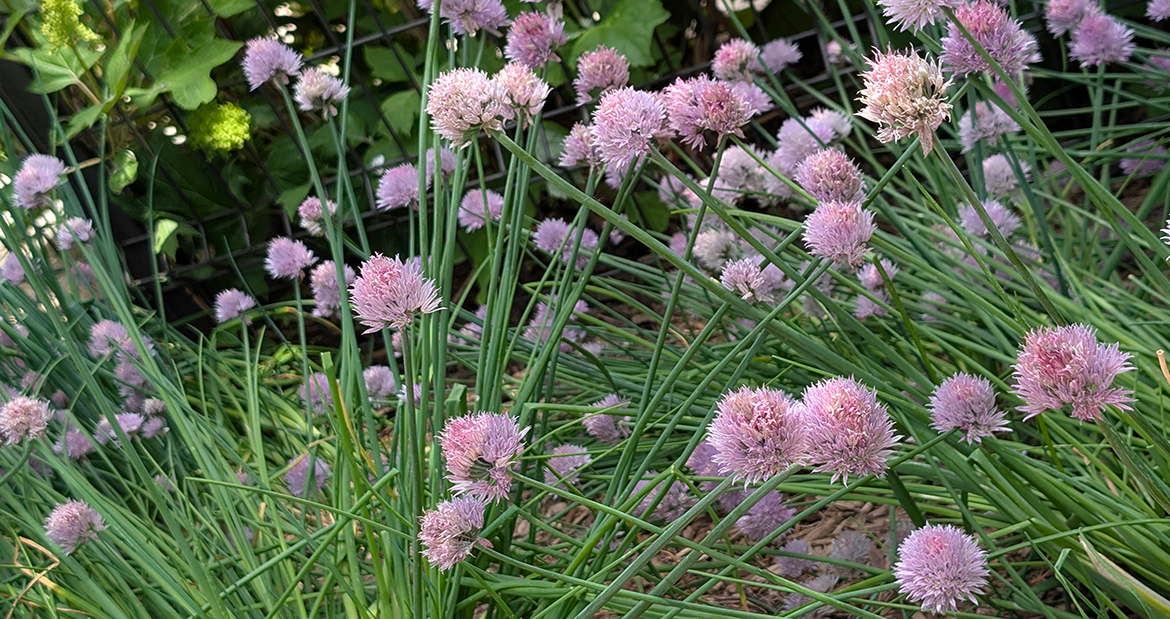 slideromahanebraskaDOTcomFlowers1170x619.png